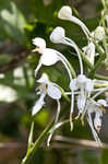 White fringed orchid